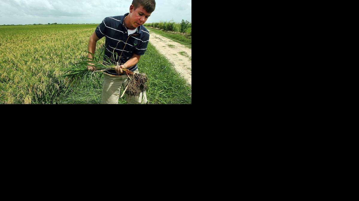
Experts say Cubans eventually could import the 400,000 tons of U.S. rice they consumed before Castro’s Communist revolution.


