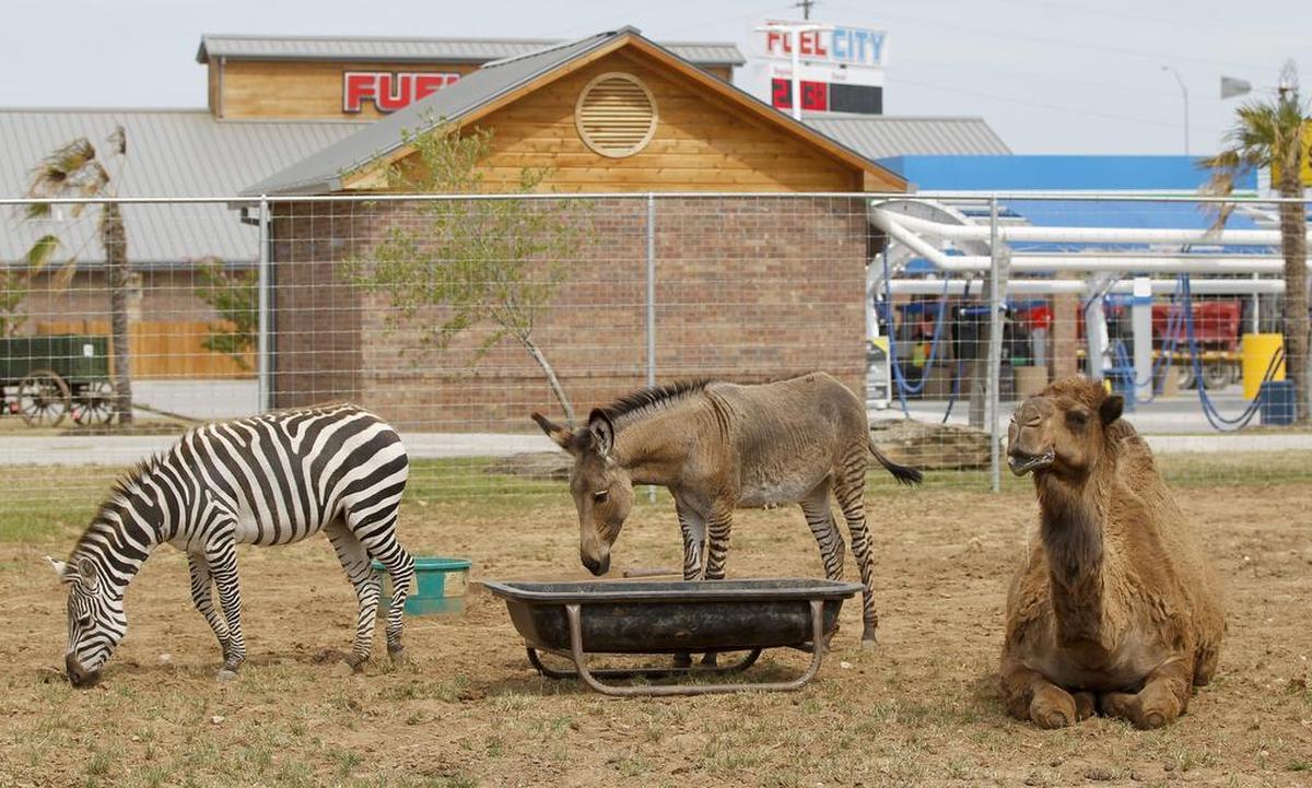 Hercules the camel joined the other exotic animals at the Haltom City location.