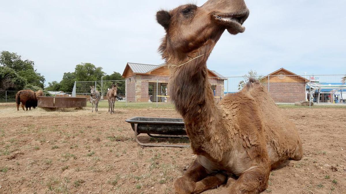 Hercules joined the other critters at Fuel City in Haltom City about six weeks ago.