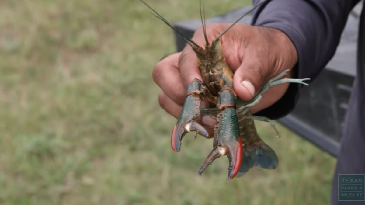 An invasive crayfish species from Australia is posing a threat to the native crayfish species in the Rio Grande Valley, Texas officials warn.