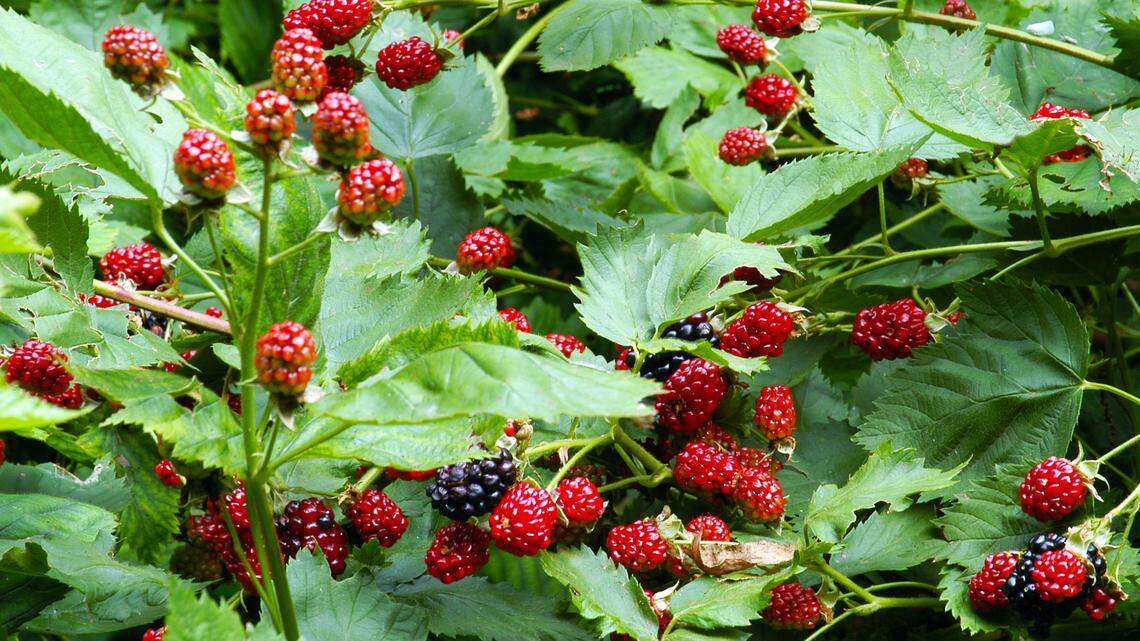 Blackberry canes that have just borne fruit should be removed from plants immediately after harvest.