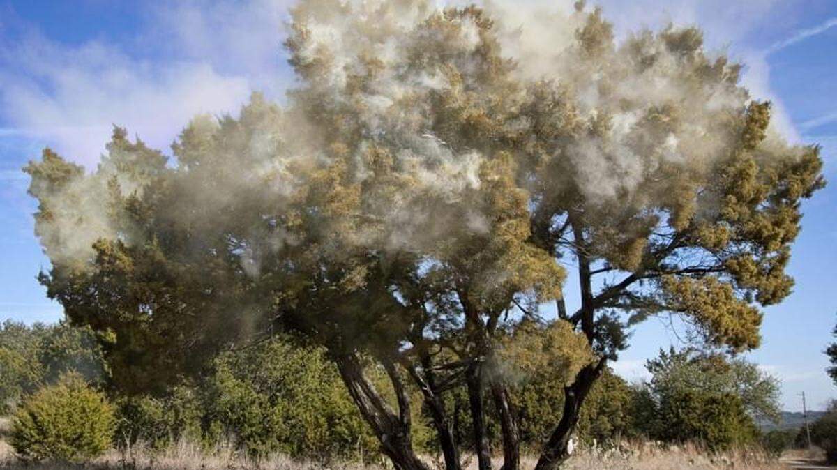 When an Ashe juniper releases pollen, it looks similar to smoke from a wildfire.