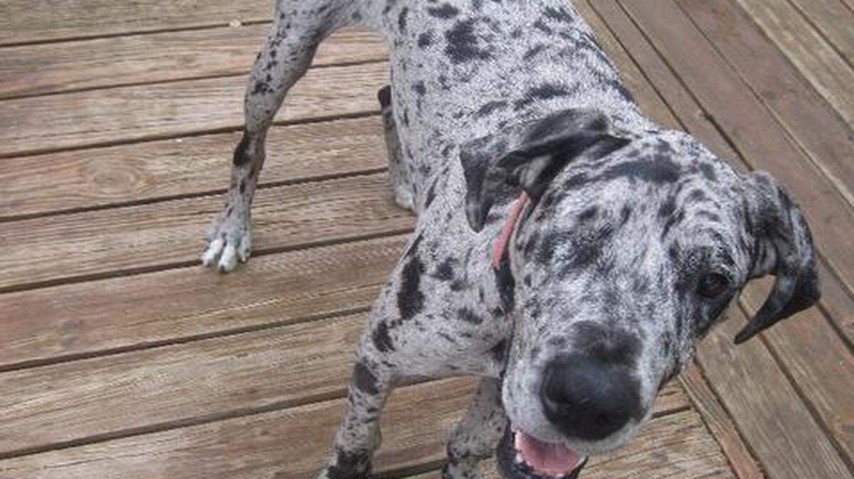 
Today, Grace weighs 98 pounds and has a new home.
