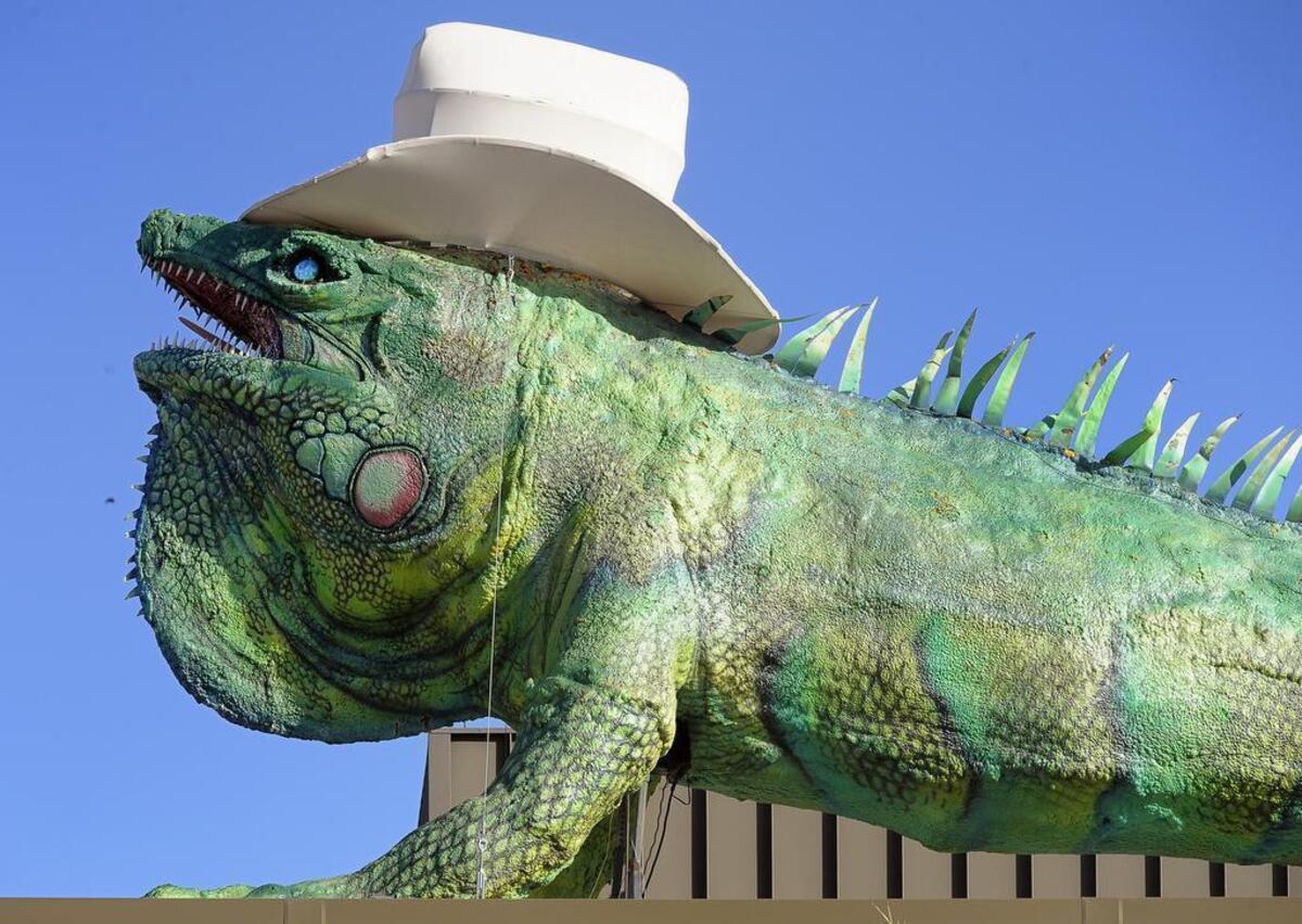 Iggy, the Fort Worth Zoo's 40-Foot Iguana, dons a cowboy hat during the Stock Show in Fort Worth, TX, Friday, Jan. 20, 2017.