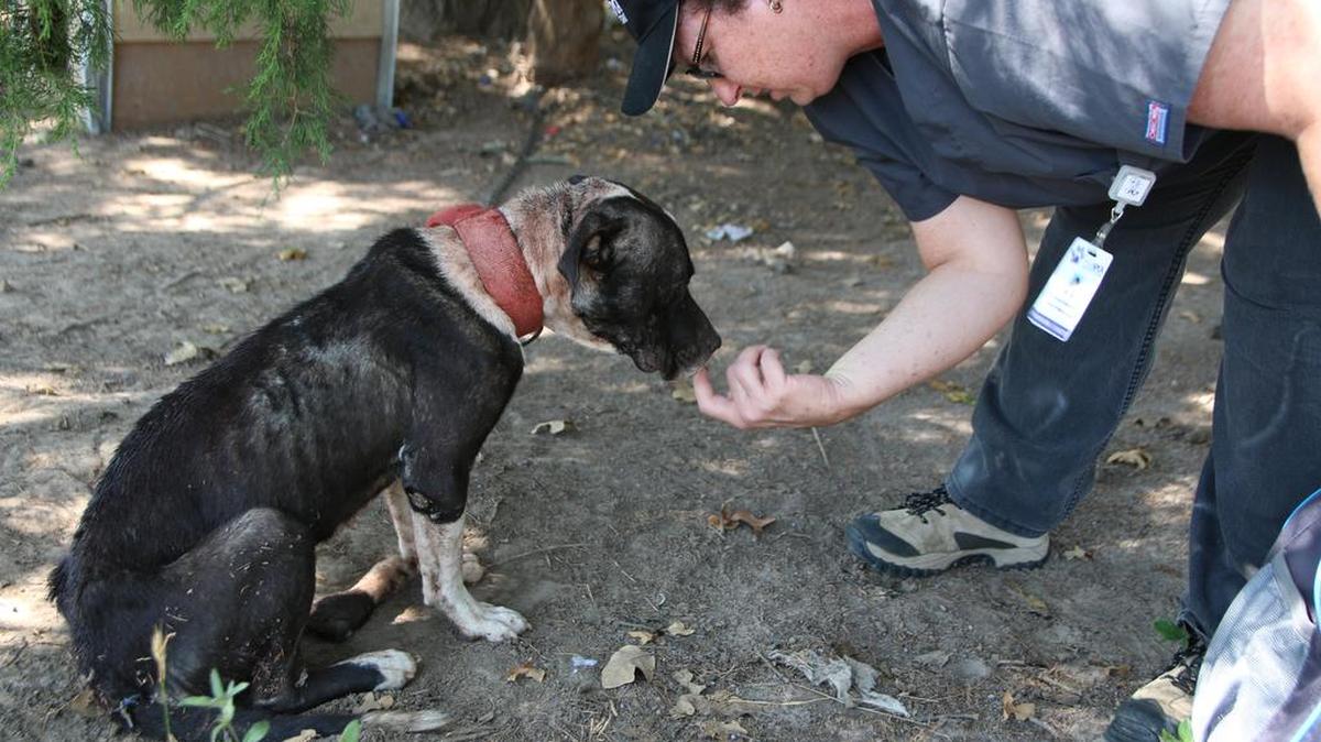 The custody hearing for the animals will be on Thursday.
