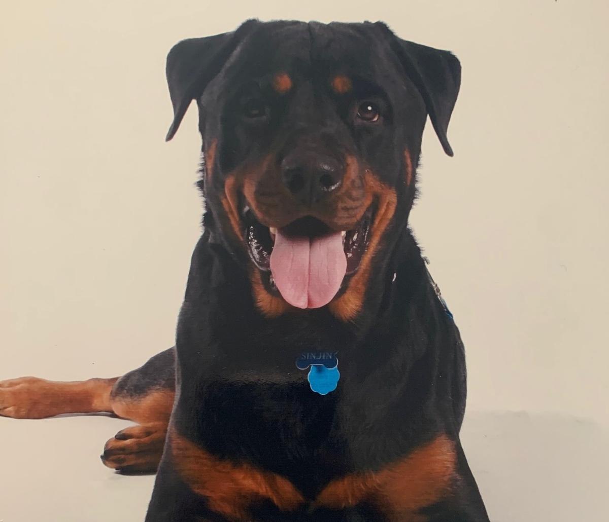 The ashes of Sinjin, a 175-pound Rottweiler, have been returned to its owner, Tabitha Turner.