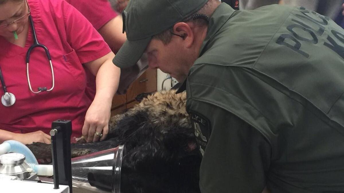 Mojo being treated after being overcome by heat Tuesday.
