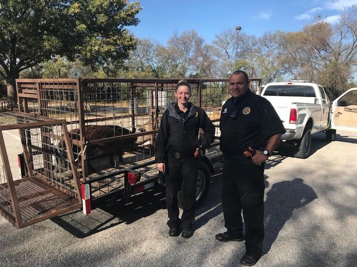 Arlington animal services officers, Alexandria Pollard (left) and Juan Santana, stand next to a recently trapped hog.