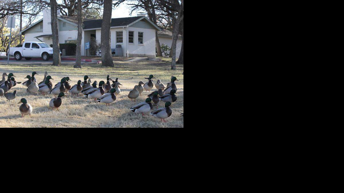 
Ducks from the nearby Lake Arlington gather outside the lake house at Richard Simpson Park. The city plans to eventually replace the aging building, which city officials say has become outdated for event rentals and is now located in a flood plain.
