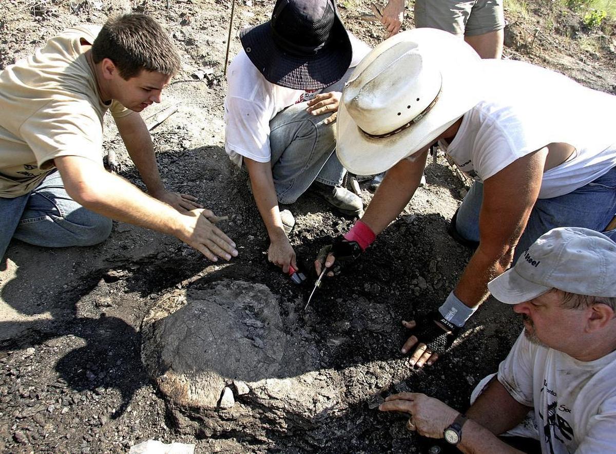 In this 2010 photo, Bradley Carter, John Tomason, Roger Fry and Wayne Furstenwerth work on a plan to unearth a turtle during a dig at the archosaur site.
