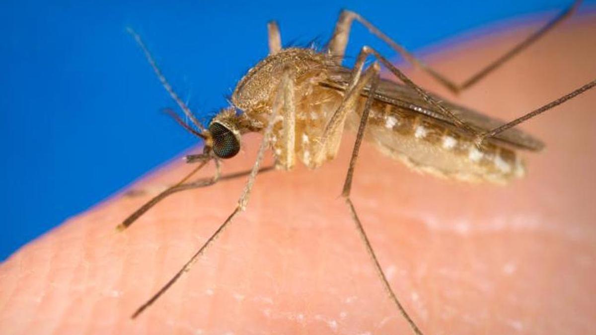 Culex quinquefasciatus mosquito, a vector for the West Nile virus.