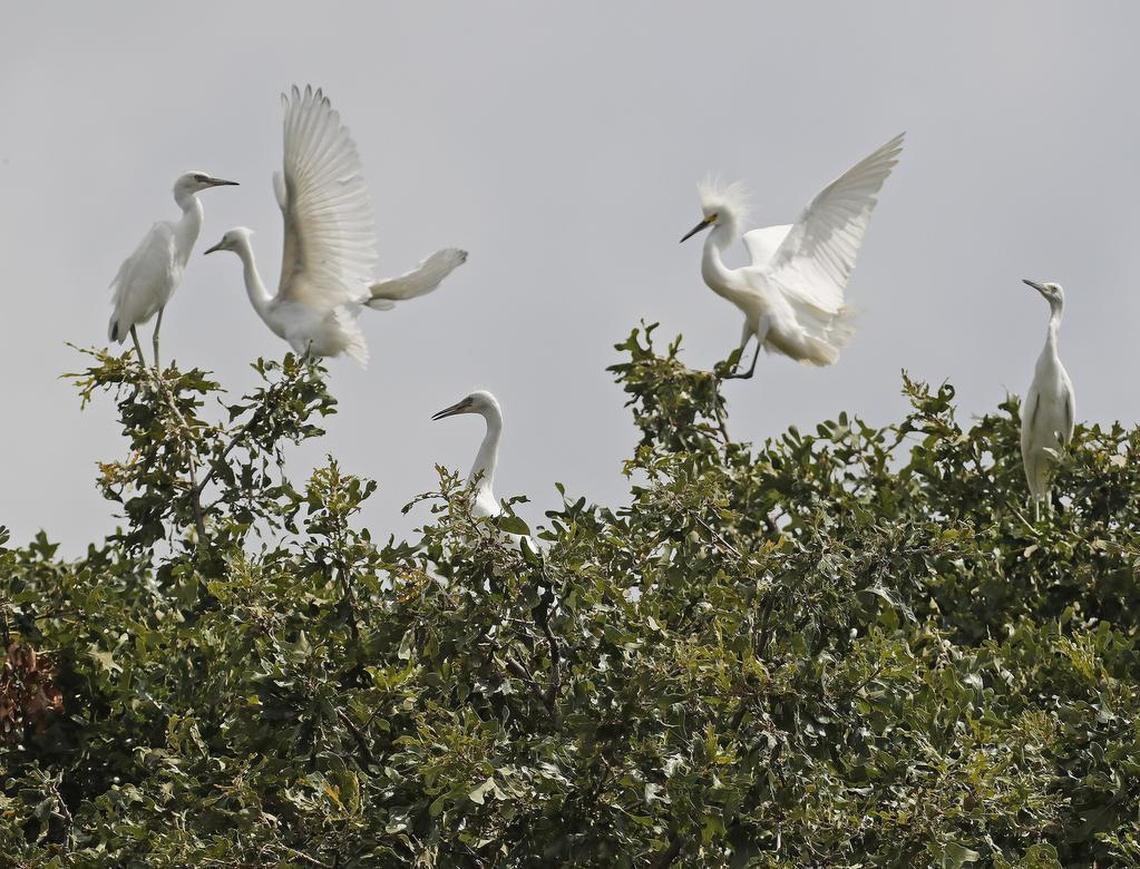 Egrets young and old fill the trees of two houses on Wilshire and Barker streets in Arlington. Egrets by the hundreds have nested in the trees of two homes in an Arlington neighborhood, creating not only a noisy mess, but a smelly one as well.