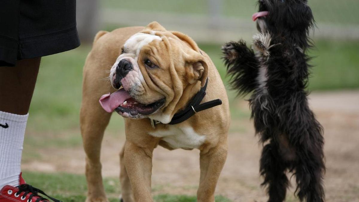 
Po Boy, left, and Minnie enjoy Tails N’ Trails dog park in Arlington in 2013. The city is planning to add a second dog park.
