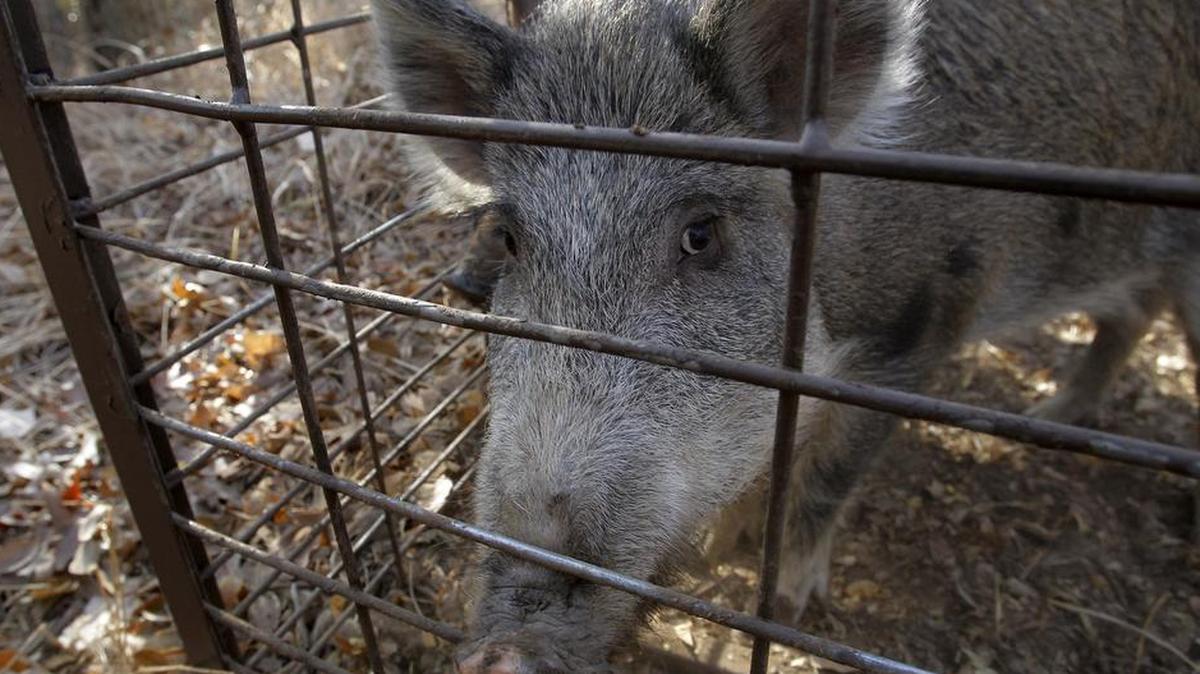 This wild hog was one of 31 hogs trapped in the River Legacy area in 2012, and while they have been greatly reduced in numbers, the city still captures a few each year.