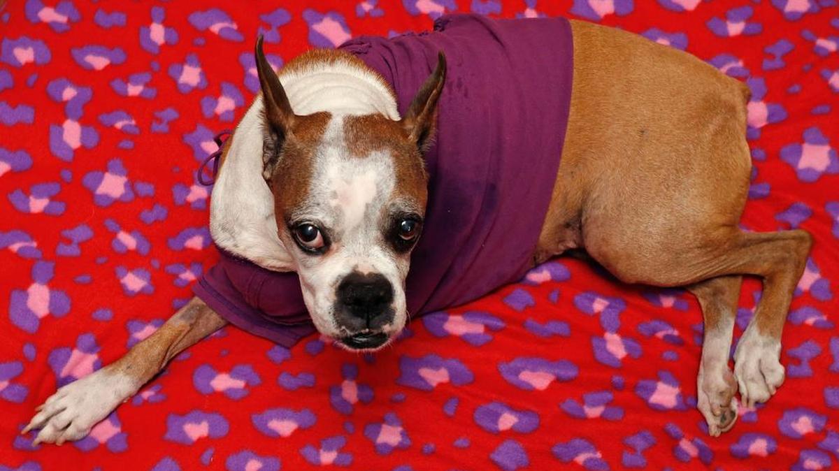 Marnie lost a leg when a pit bull dug under a fence and Marnie got too close. Owner Kim Ashley is asking the Arlington City Council to revise the “dangerous dog” definition.