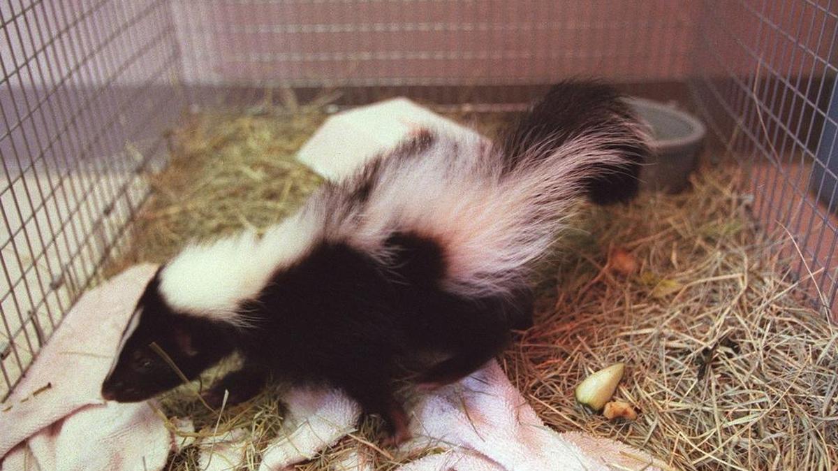 A young skunk, held in a quarantine cage, is among some of the animals which were taken from Winnie's Fish and Pet store in Hurst, and held at the Humane Society of North Texas in Fort Worth on June 30, 1999.