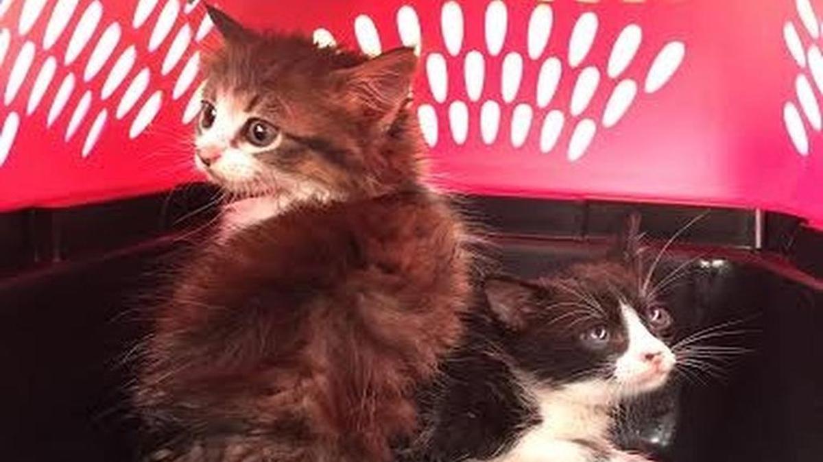 Two kittens after they were rescued from a Keller storm drain.