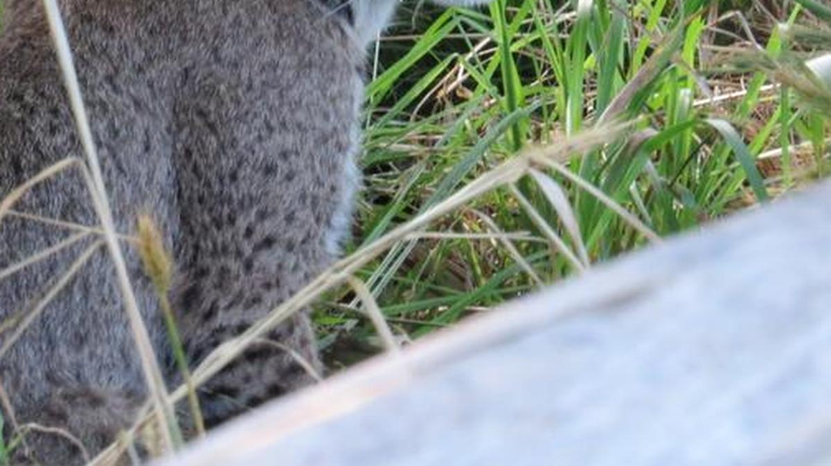 
A bobcat sits near at cart path at Texas Star Golf Course in Euless.
