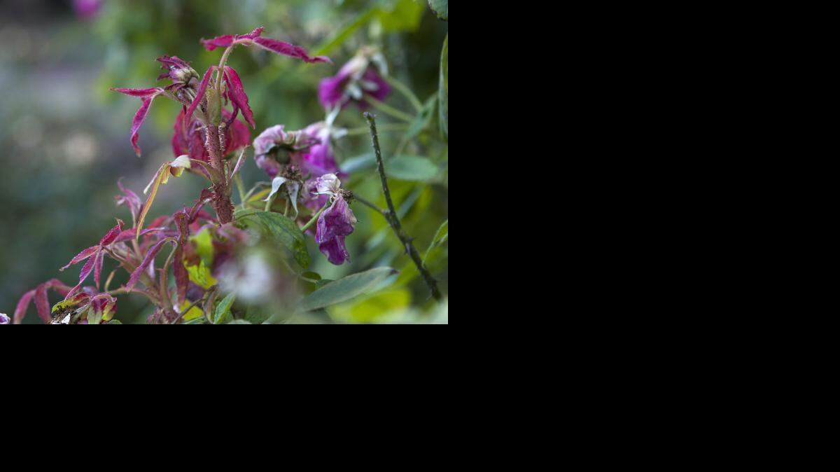 
A rose affected by rose rosette in gardener Diana Pospisil’s back yard. The longtime Southlake resident alerted the city when she discovered many of its rose bushes had the disease.


