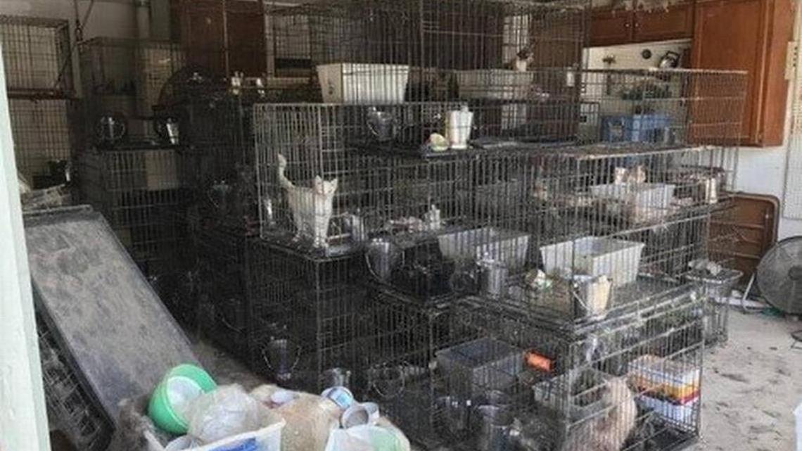 The cats found at a Keller home in July.