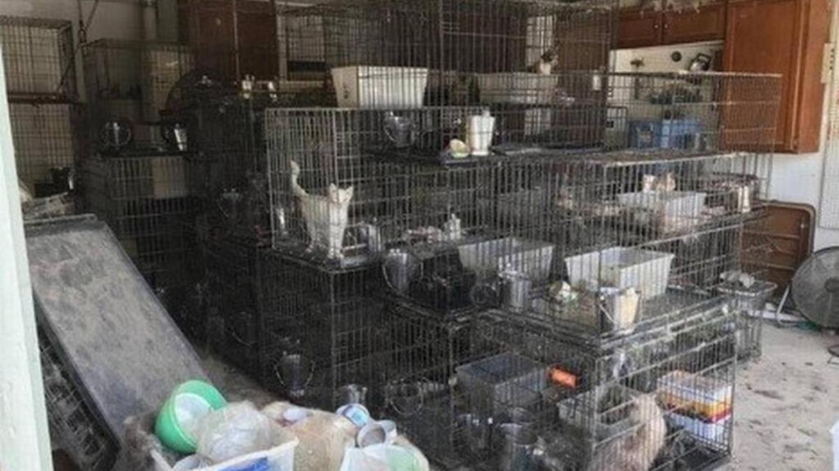 The cats found at a Keller home in July.