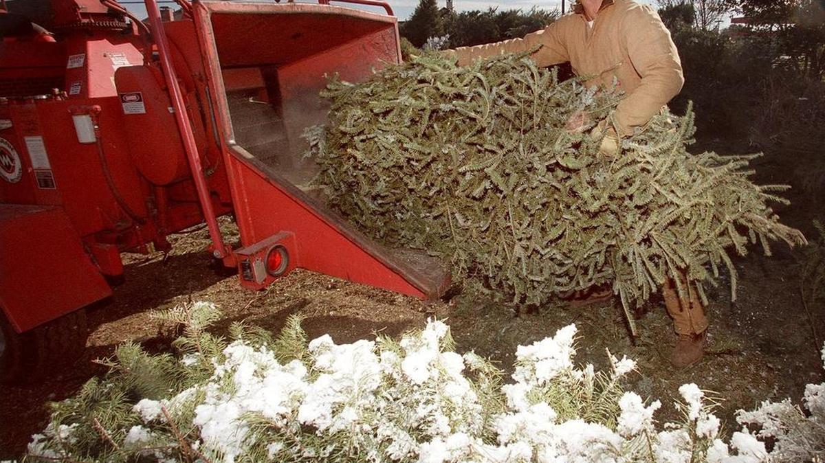 Euless will take Christmas trees and turn them into mulch.