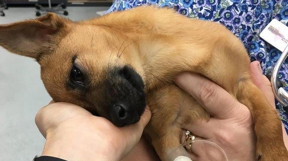 A puppy who had eaten heroin was recovering Tuesday thanks to Carrollton police and the staff at North Texas Emergency Pet Clinic in Carrollton.