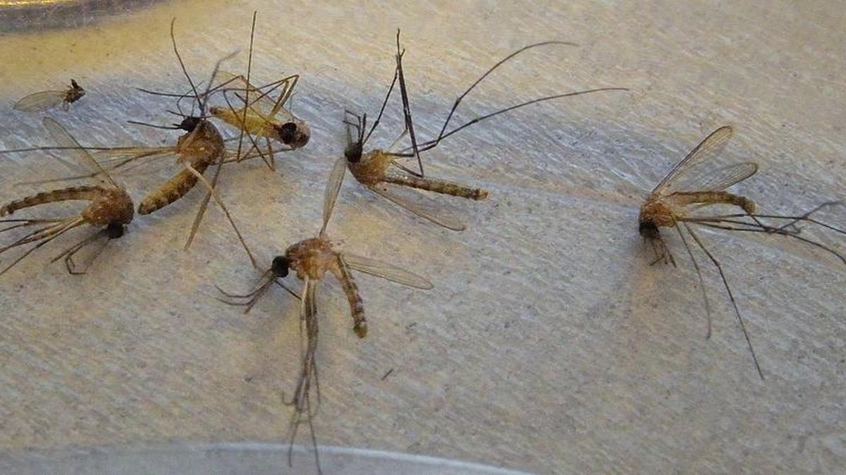 
A batch of mosquitoes awaits testing for West Nile virus in a Tarrant County Public Health department lab in Fort Worth on Aug. 24, 2012.
