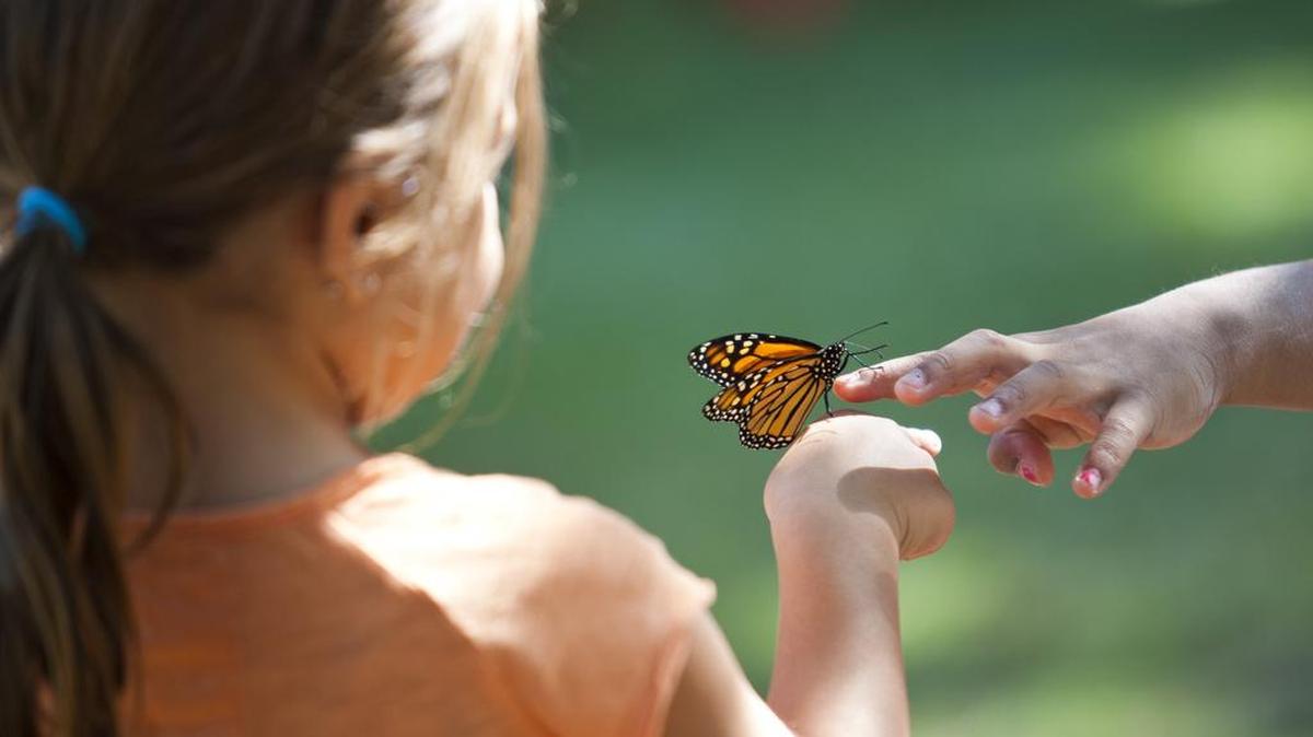 
Mandy Salcedo is given a butterfly by her older sister, Bella, during the Butterfly Flutterby on October 18, 2014 in Grapevine's Botanic Gardens. More than 600 monarch butterflies were released during the event which also included a butterfly costume contest for kids, a parade and arts and crafts. (Star-Telegram/Juan Guajardo)

