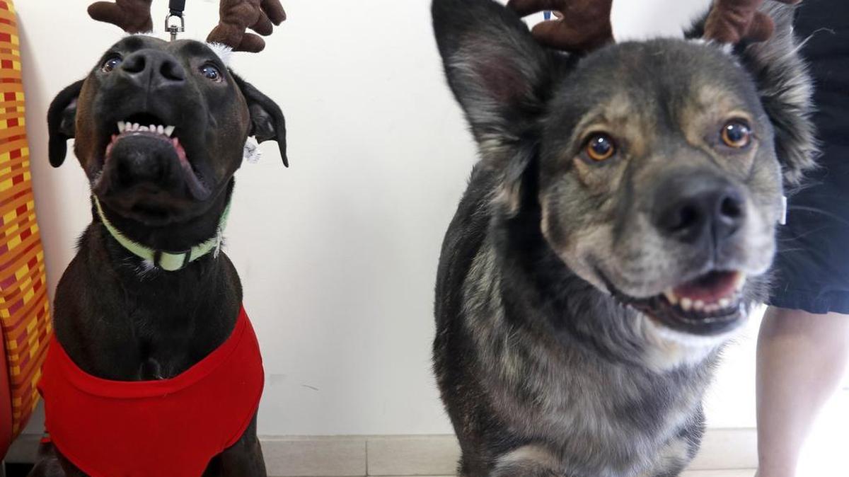 Dressed in their finest antlers, Jax, and Comanche split the honors of Best Big Dog during Saturday’s holiday celebration in Bedford.