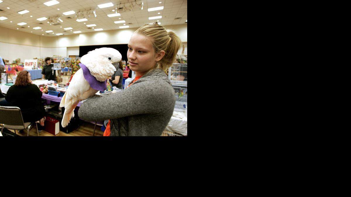 
Caitlin Couch from Denton handles a Moluccan Cockatoo during the Bird Expo at Grapevine Convention Center. 
