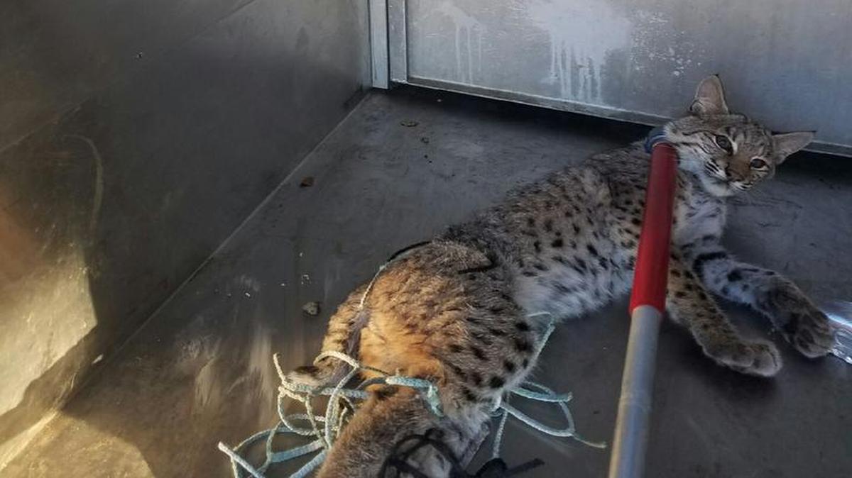 The captured bobcat was nicknamed Mia Hamm by city animal control workers.