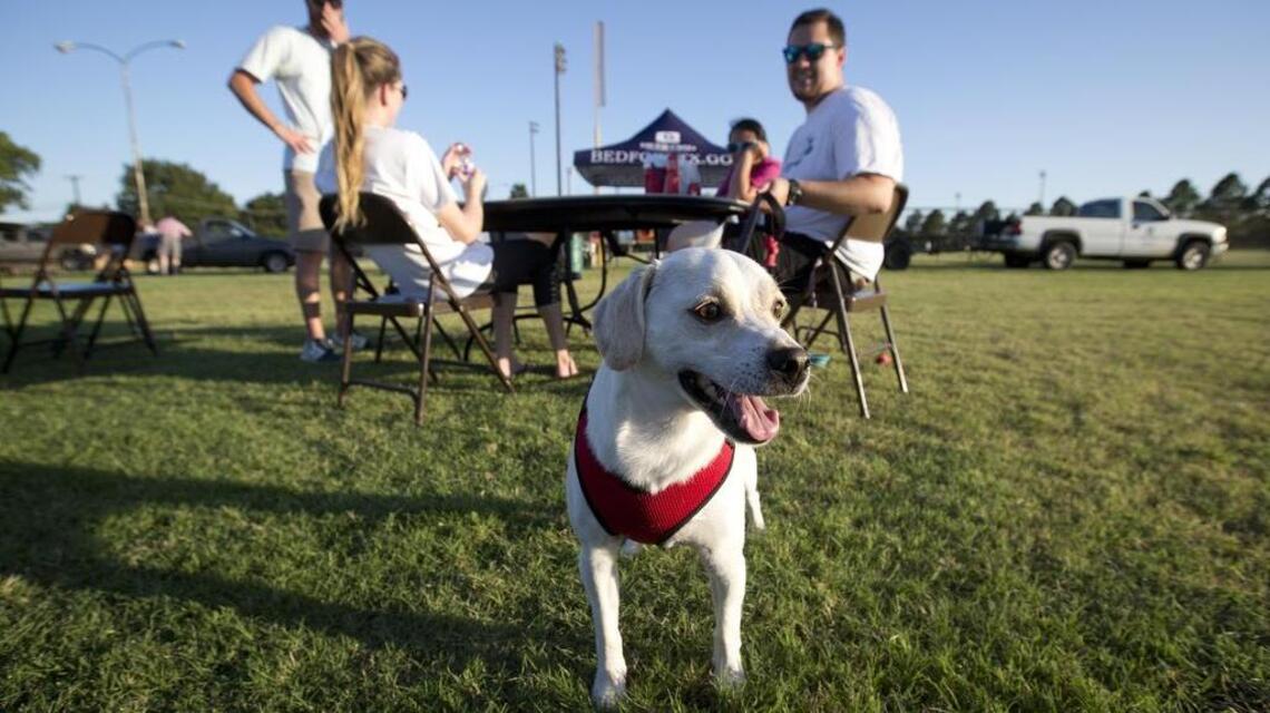 North Texas school district selling land used for dog park, ballfields