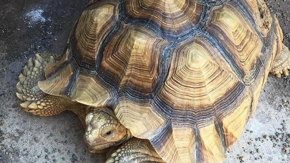Samson the tortoise has gone missing from Carroll Middle School.