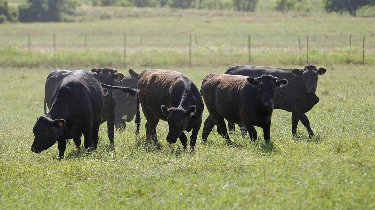 A North Richland Hills man on Monday received two years of deferred adjudication and was ordered to pay back $13,000 for stealing cattle from a rancher in Wise County.