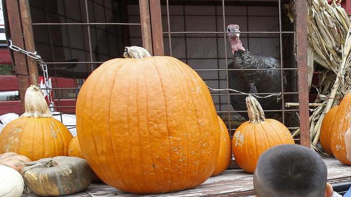 Children helped load the truck with pumpkins while Turk the turkey looks on after he was pardoned by Grapevine Mayor William D. Tate.