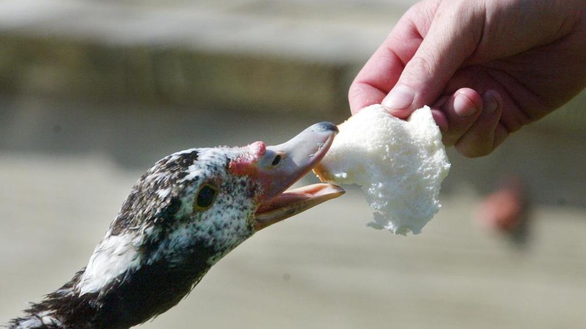 Bedford recently voted to outlaw the feeding of ducks and other wildlife at city parks.