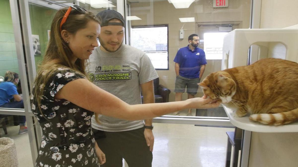 Jordan Wiggins, left, and Colin Riley play with a cat up for adoption at Grapevine Animal Shelter, which participated in the Clear the Shelters campaign in August 2015. The response was outstanding and the majority of their animals were adopted.