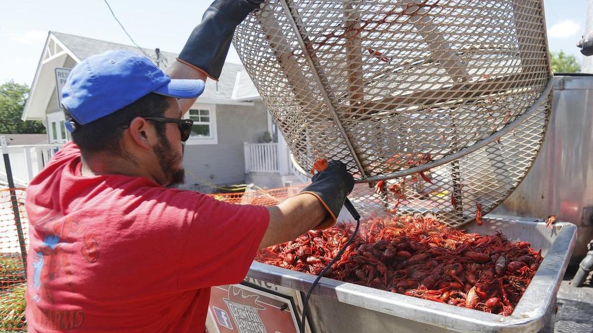 Jose Alvaro of Duane’s Crawfish Farm removed more than 400 pounds of cooked crawfish to a holding tank.