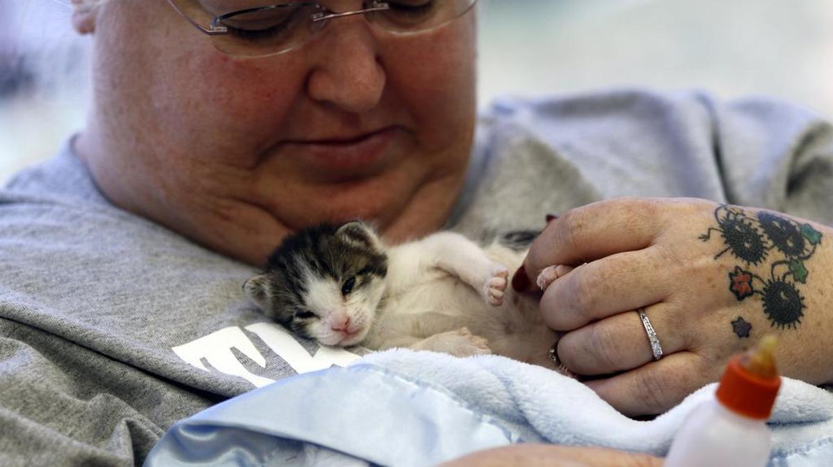 
Stacy Stephenson took home a kitten from the Bedford Animal Shelter during Saturday’s Clear the Shelters campaign.
