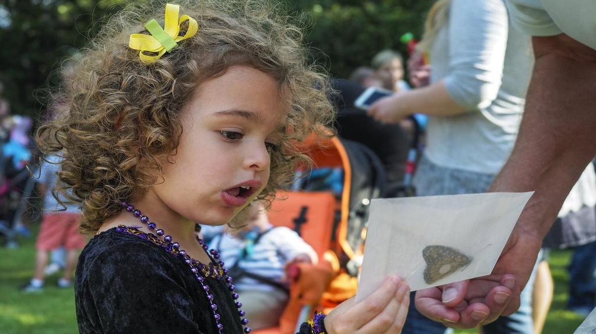 Hannah Nezafati of Lantana gets a tagged monarch butterfly to release at the 19th Annual Butterly Flutterby festival in Grapevine.
