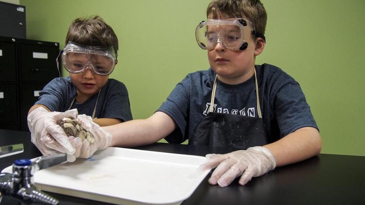 Camp-goers (from left) Pierce Tripp (age 7) and Jack Swett (10) prepare to dissect a sheep's brain after studying the parts of the brain at Dragon Science Camp 2016 at Carroll Middle School June 16.