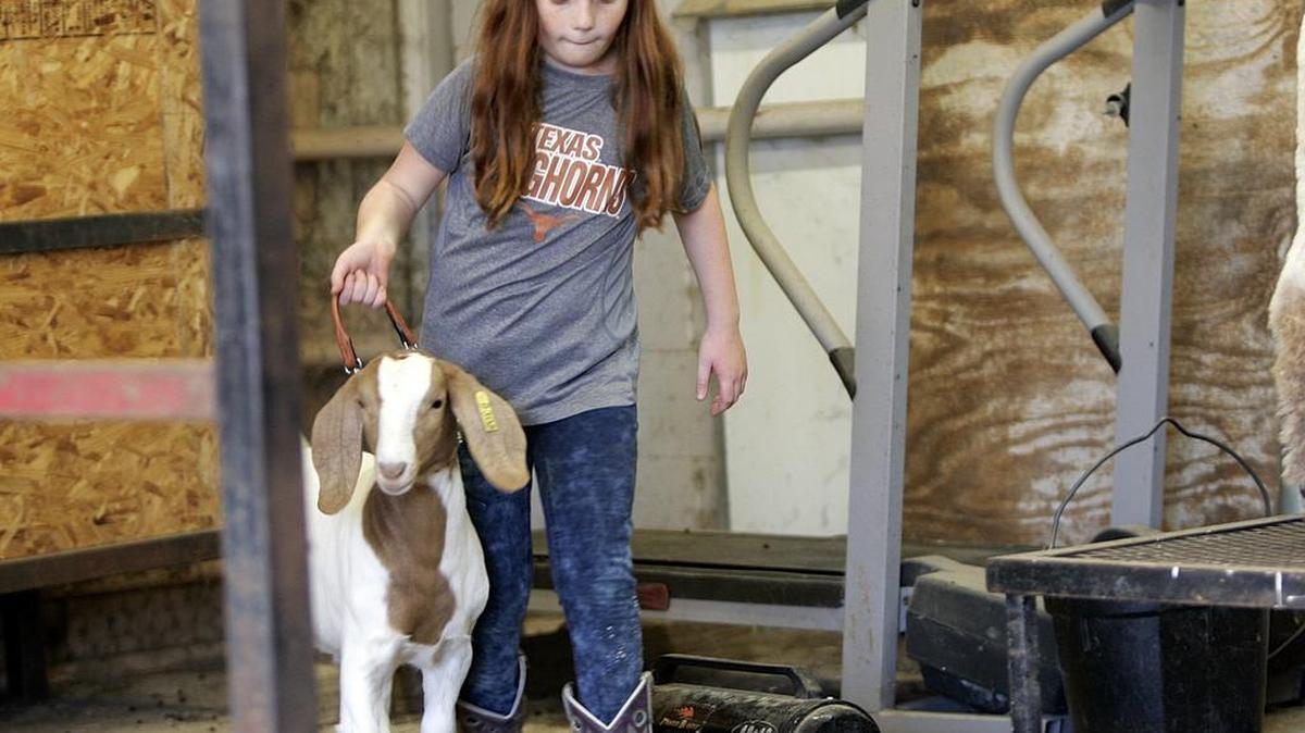 
Dakota Wright finishes exercising her Boer Goat Marco on the treadmill. 
