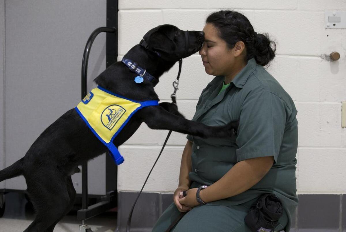 Female inmates at the Federal Medical Center Carswell are training puppies to be service dogs. Here, Crystal Arredondo gets a kiss from her puppy, Guide.