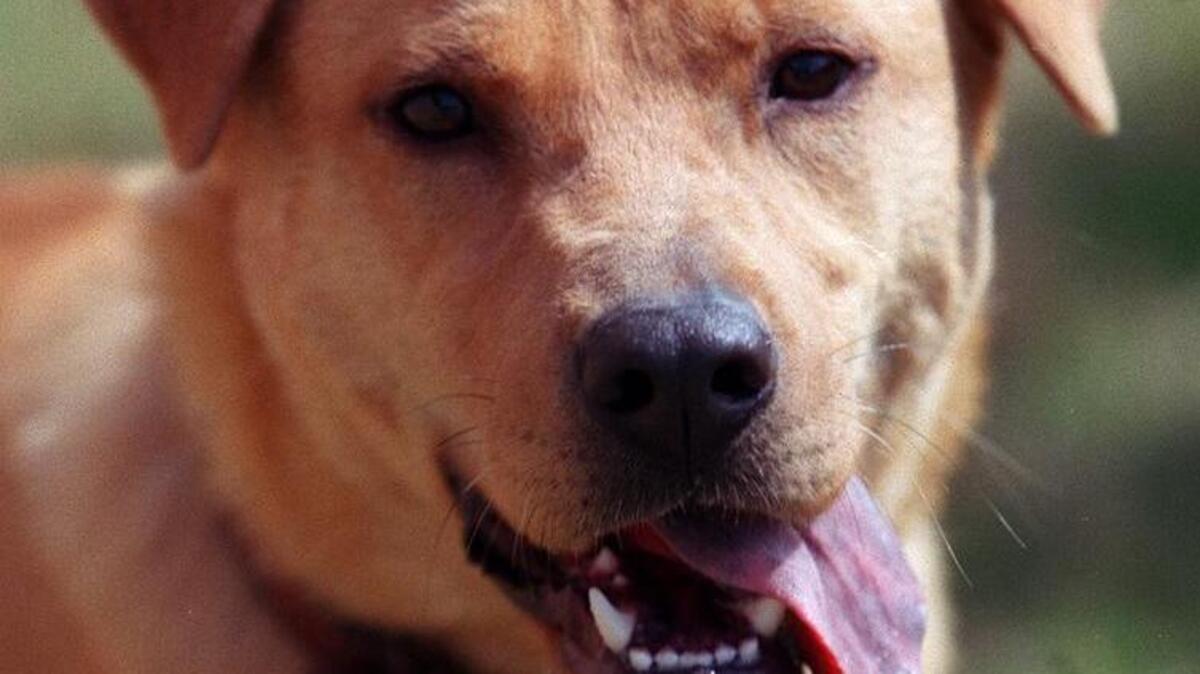 Plenty of dogs and cats will be available for adoption at a special event Saturday in Bedford.