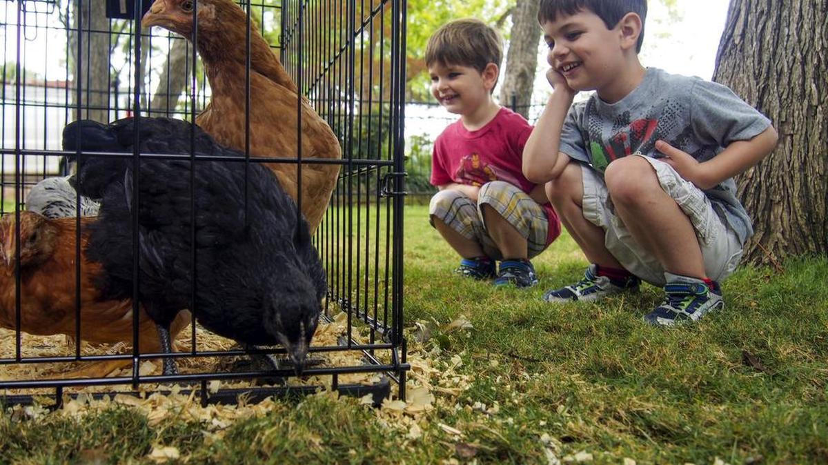 Brothers Weston Cook (age 3, left) and Nathaniel Cook (5, right) of Lewisville examine a display of egg-laying hens at EPIC Earth Day at the Grapevine Botanical Gardens at Heritage Park in Grapevine, Texas, on Saturday, April 16, 2016. Keep Grapevine Beautiful, in partnership with the City of Grapevine, hosted EPIC Earth Day, which included a vendor show and occasional demonstrations, including beekeeping and chicken-keeping. The Grapevine Garden Club Spring Plant Sale took place along with EPIC Earth Day at the same site.(Special to the S-T/Ian McVea)