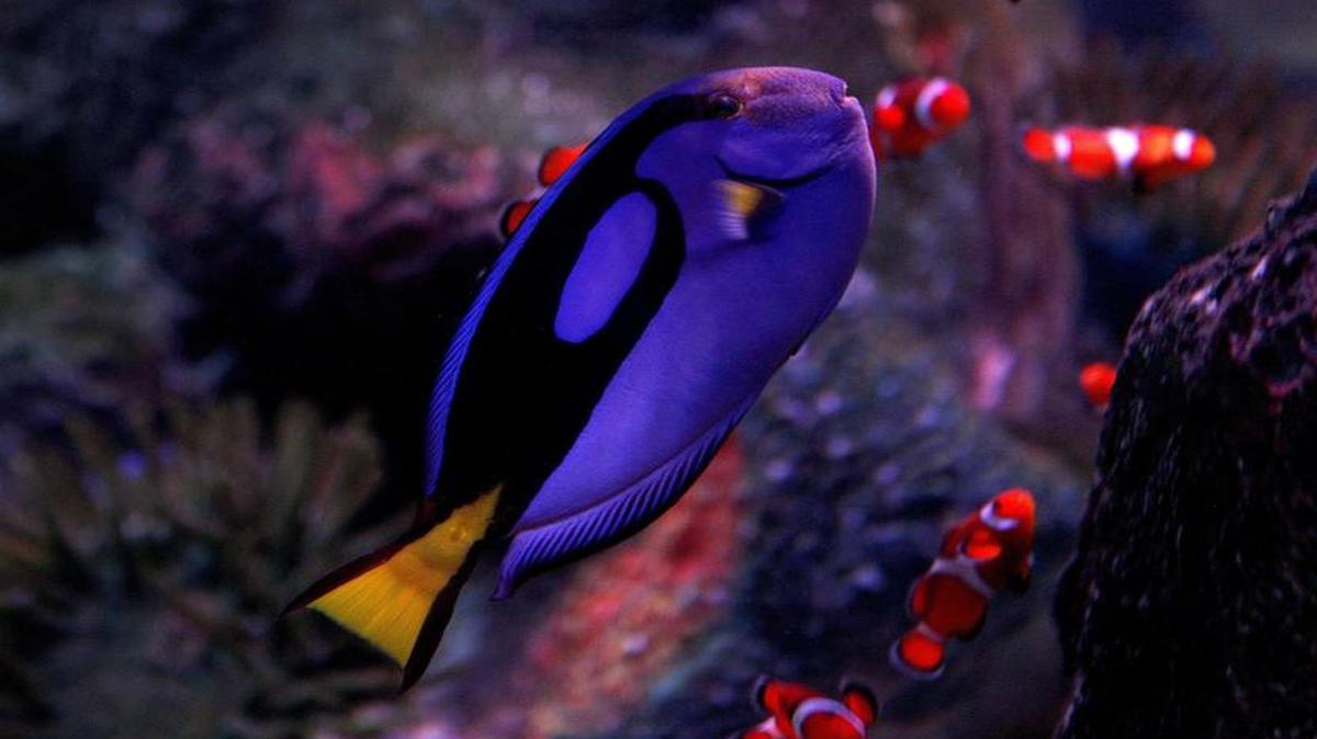 A blue tang swims with clown fish at a new exhibit called Stars of the Sea at Sea Life Aquarium in Grapevine on Thursday, July 14, 2016.