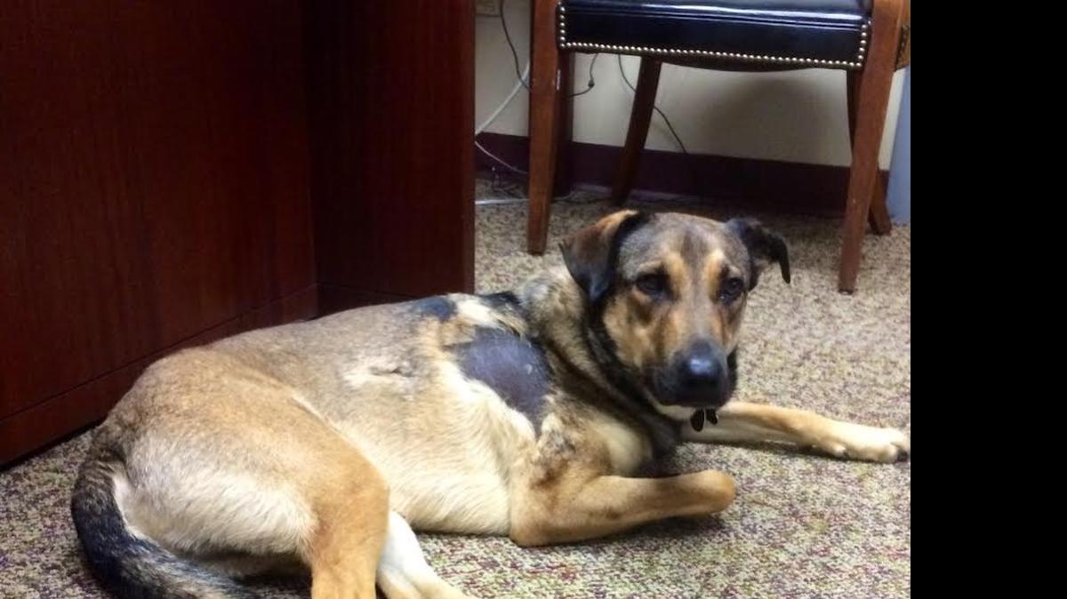 
Riley, a shepherd mix, was repeatedly beaten and his back scalded with hot water last year by his owner, Terrell Hill. Hill was sentenced on Wednesday to 10 years probation for animal cruelty. Riley has been adopted and he’s recovering.
