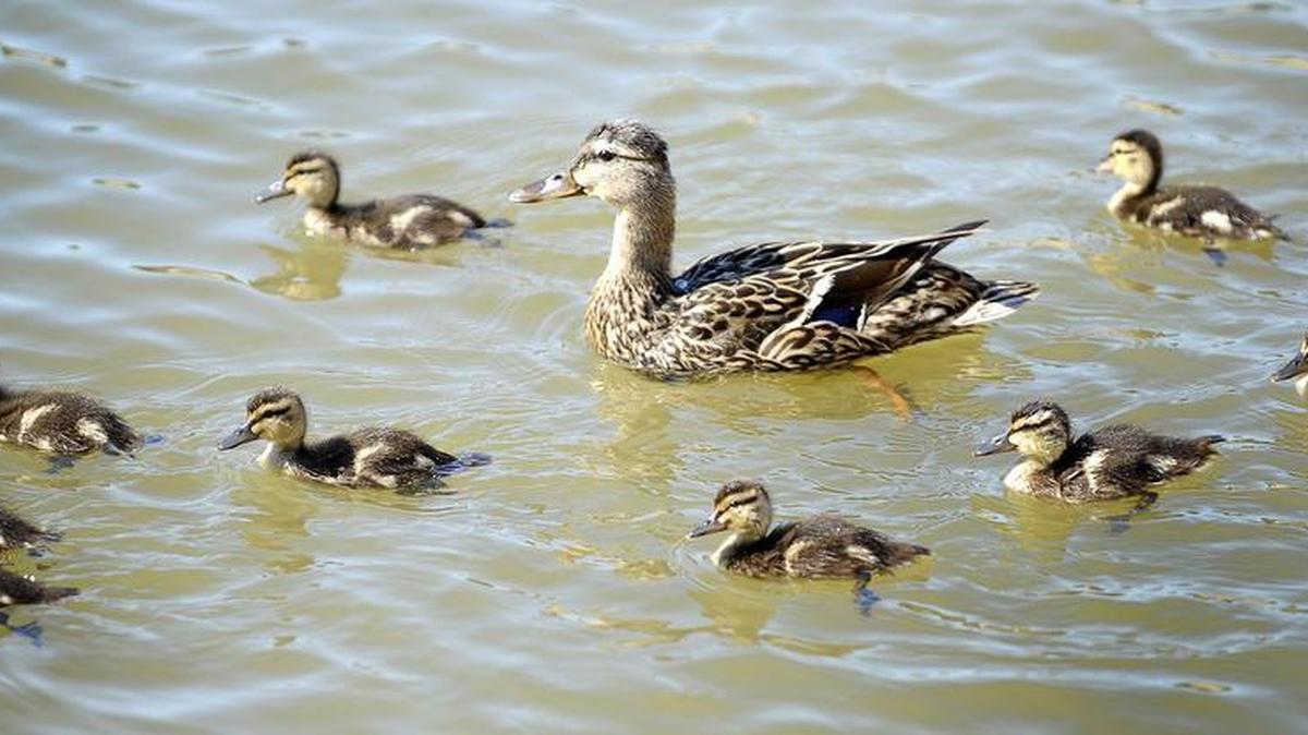 A mother duck takes her ducklings out for a swim April 14 at the refurbished Boys Ranch Lake in Bedford. The city might ban the feeding of wildlife at its parks.