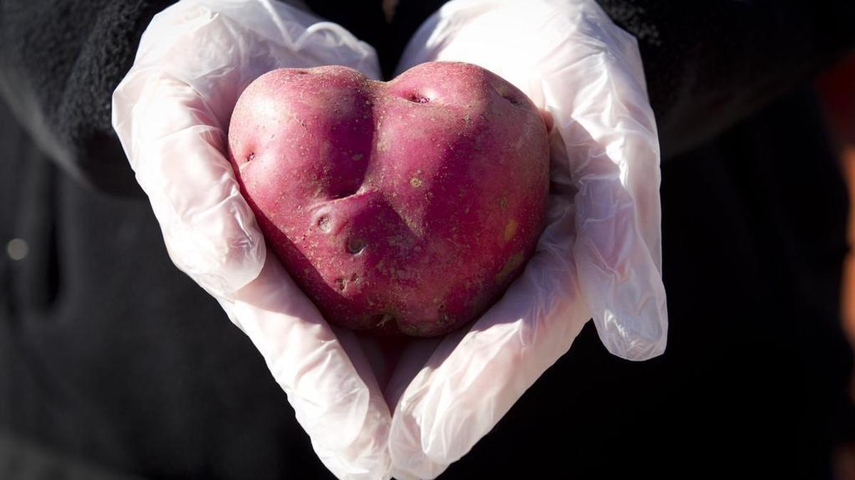 A volunteer found a heart-shaped potato as she helped fill grocery carts with healthy food for hundreds of people in the Hurst-Euless-Bedford area. Mission Central and First United Methodist Church jointly operate a mobile food pantry where fresh produce and other perishable foods are available once a month.